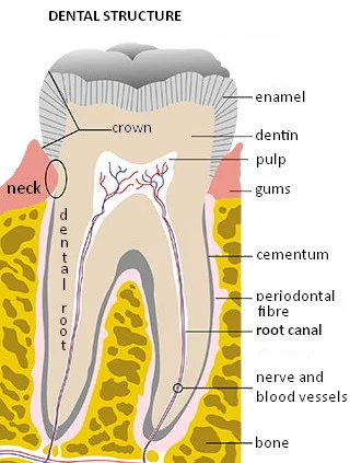 Dental-structure