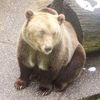 Zdravko Buk Avatar